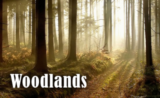 woodlands collection title