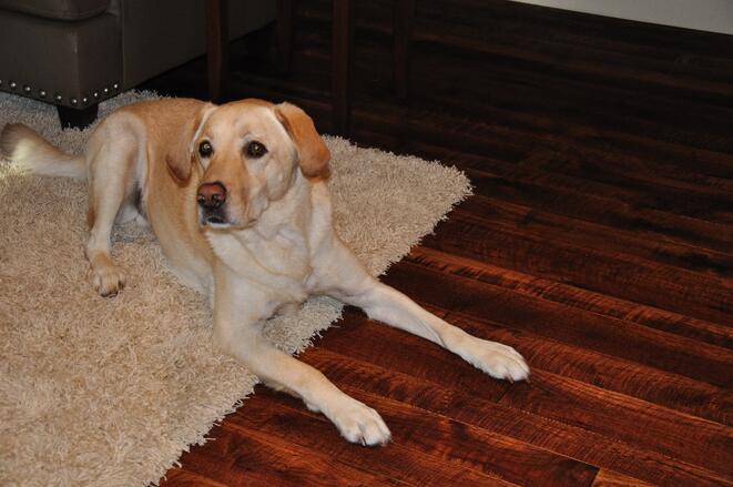 How to Prevent Dog Scratches on Wood Floors