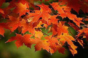 Sugar Maple