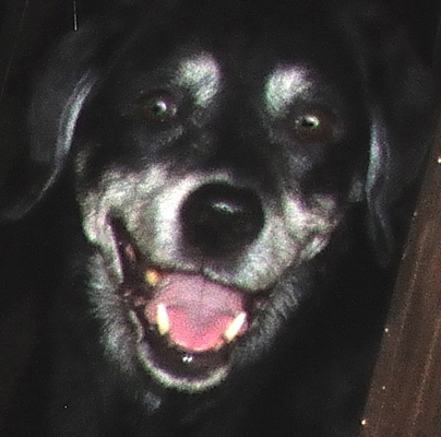 Smiling Dog