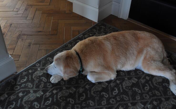 White Oak Chevron With Dog Close Up