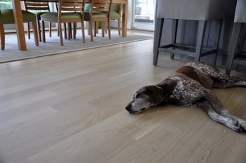 Dogs and hardwood floors get along great!